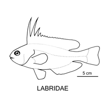 Line drawing of labridae